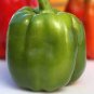 40 seeds Heirloom Organic Green Bell Sweet Pepper Seeds