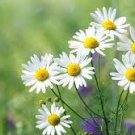 50 seeds Aromatic plants Fruity Aroma Chamomile