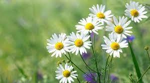 50 seeds Aromatic plants Fruity Aroma Chamomile