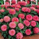 60 seeds Pink Beautiful Zinnia Seeds Original Pack