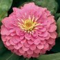 60 seeds Pink Beautiful Zinnia Seeds Original Pack