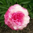 5 seeds Heirloom 'Rose Heart' Peony Flower