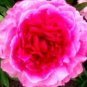 5 seeds Heirloom 'Rose Heart' Peony Flower