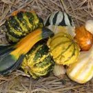 10 seeds Ornamental Doll Pumpkin Seeds Original Pack