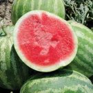 20 seeds Big Long Red Sweet Seedless Watermelon Organic Heirloom