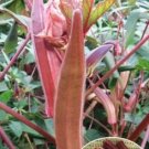 12 seeds Red Okra Organic Seeds Original Pack