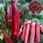 12 seeds Red Okra Organic Seeds Original Pack