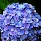 15 seeds Blue Hydrangea Paniculata Grandiflora Professional Pack
