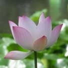 1 seeds Heirloom Strong Fragrant White Lotus with Light Red Color Seeds