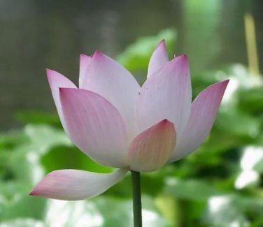 1 seeds Heirloom Strong Fragrant White Lotus with Light Red Color Seeds