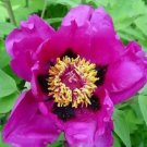 5 seeds Heirloom 'Zi Die Ying Feng' Dark Purple with Black Spot Peony Flower