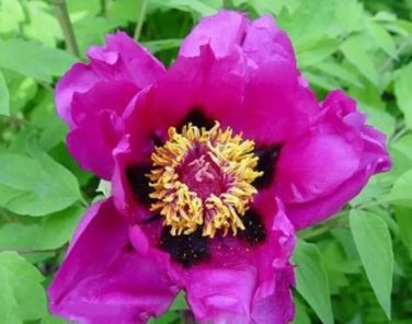 5 seeds Heirloom 'Zi Die Ying Feng' Dark Purple with Black Spot Peony Flower