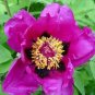 5 seeds Heirloom 'Zi Die Ying Feng' Dark Purple with Black Spot Peony Flower