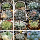 20 seeds  Mixed Haworthia Seeds (approx 15 varieties)