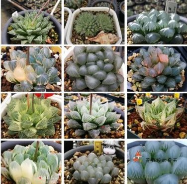 20 seeds  Mixed Haworthia Seeds (approx 15 varieties)