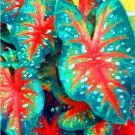 150 seeds Multiple Colour Thailand Caladium Bonsai of Perennial Rainbow Flower