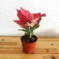 100 seeds Colorful Thailand Caladium Flower Bonsai