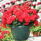 50 seeds Red Rieger Begonias Seeds