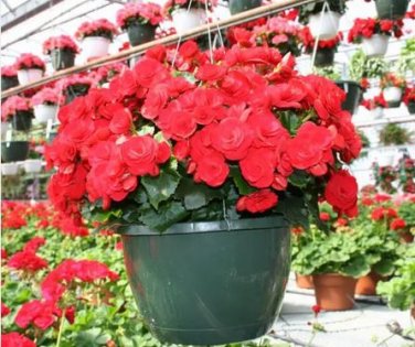 50 seeds Red Rieger Begonias Seeds