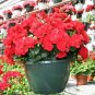 50 seeds Red Rieger Begonias Seeds