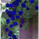 50 seeds Blue Climbing Rose Seeds