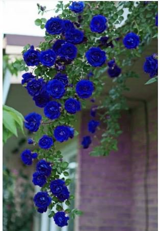 50 seeds Blue Climbing Rose Seeds