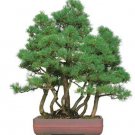 50 seeds Japanese Five Needle Pine Seeds