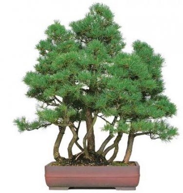 50 seeds Japanese Five Needle Pine Seeds