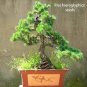 50 seeds Japanese Five Needle Pine Seeds