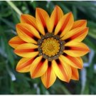 20 seeds Orange Gazania Flower Seeds