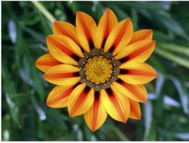 20 seeds Orange Gazania Flower Seeds