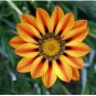 20 seeds Orange Gazania Flower Seeds