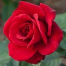 20 Seeds Fresh Red Chinese Rose Flower