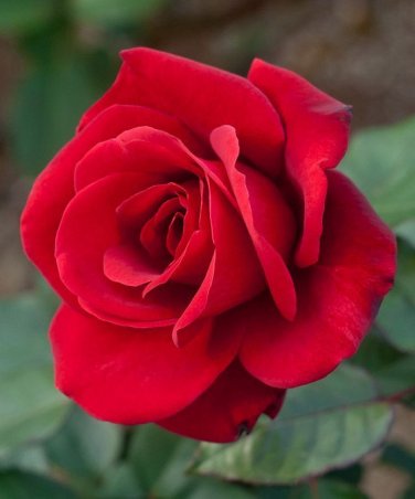 20 Seeds Fresh Red Chinese Rose Flower