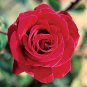 20 Seeds Fresh Red Chinese Rose Flower