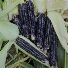 12 Seeds Black Sweet Waxy Corn Fruits