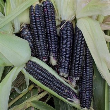12 Seeds Black Sweet Waxy Corn Fruits