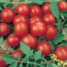 30 Seeds Tiny Tim Dwarf Tomato Bonsai Fruits