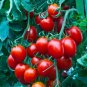 30 Seeds Tiny Tim Dwarf Tomato Bonsai Fruits