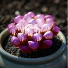 2000 seeds Haworthia Seeds
