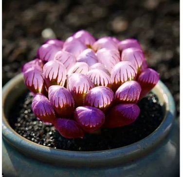 2000 seeds Haworthia Seeds