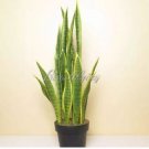 300 seeds Artificial Succulent Agave Sansevieria Trifasciata Bonsai
