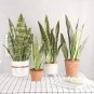 300 seeds Artificial Succulent Agave Sansevieria Trifasciata Bonsai