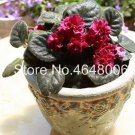 100 seeds Mini Violet Beautiful Bonsai Flower