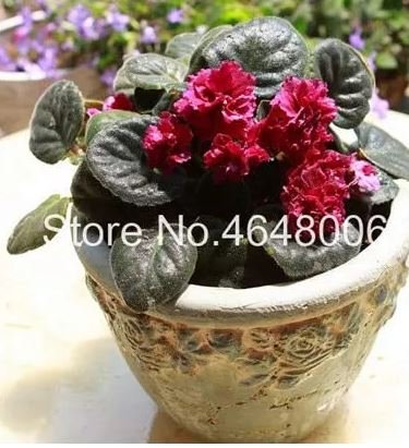 100 seeds Mini Violet Beautiful Bonsai Flower