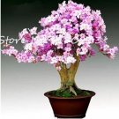 100 seeds Bonsai Rhododendron Flower Easy to Grow Azalea Bonsai Family & Garden Flower