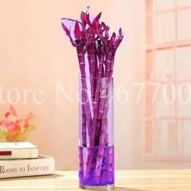 10 seeds Rainbow Lucky Bamboo Bonsai Small Potted Plants Purify Dracaena Plantas