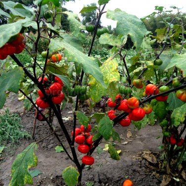 30 Seeds Solnum hybrida Red Ornamental Eggplant