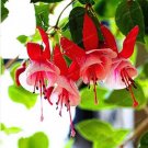 100 seeds Purple Double Petals Fuchsia Bonsai Potted Flower Bonsai Potted Plants