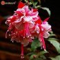 100 seeds Purple Double Petals Fuchsia Bonsai Potted Flower Bonsai Potted Plants
